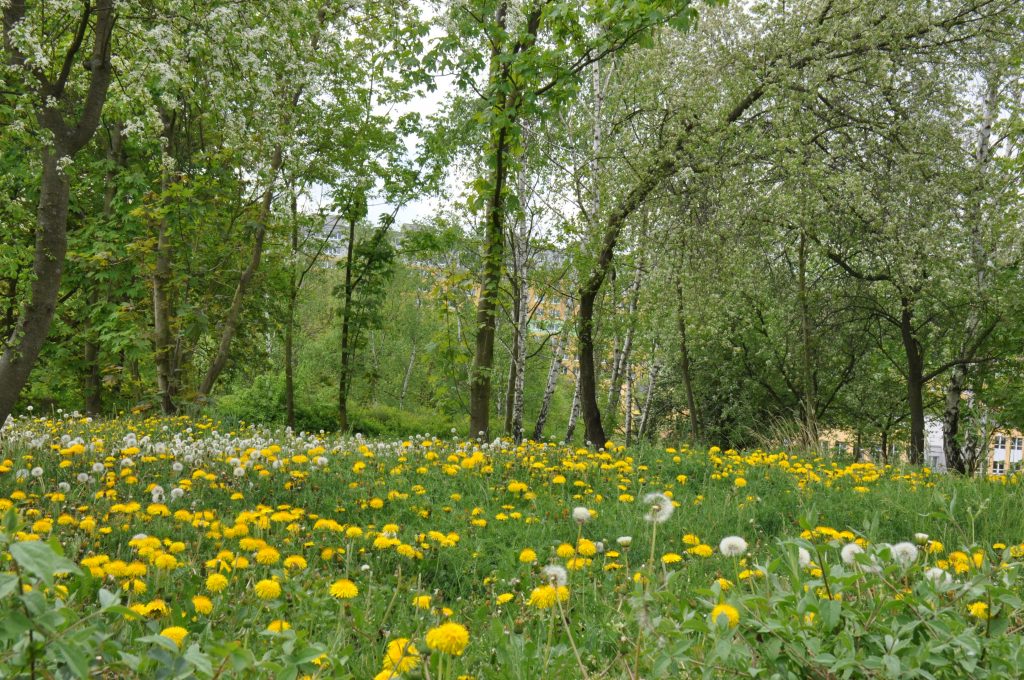 Fotografie: rozkvetlá louka, Park Šibeník