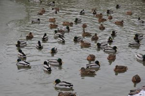 Fotografie: Kachny na Resslu